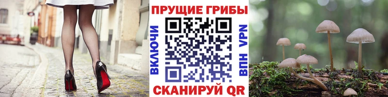 ОМГ ОМГ ТОР  сайты даркнета наркотические препараты  Псилоцибиновые грибы Psilocybe  Кораблино 